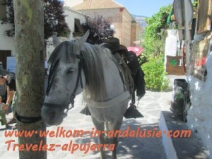 paard in Trevelez, heel gewoon