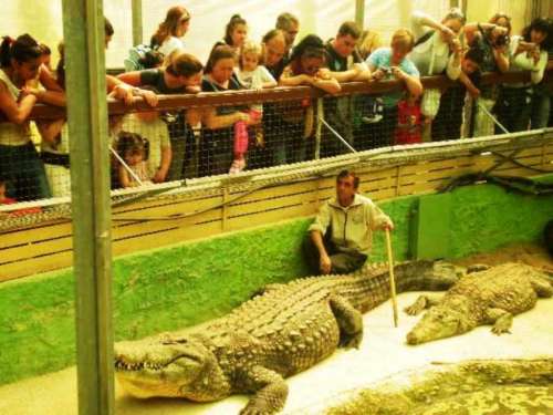 grootste krokodil van Europa
