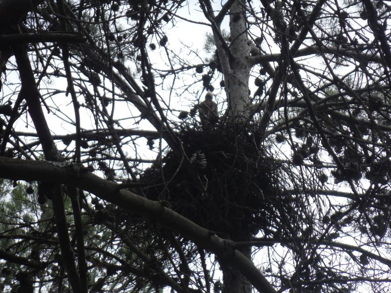 het nest